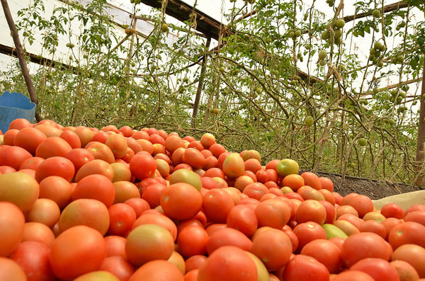 Kelvin Gakuru earns between 2,000 and 5,000 Kenya Shillings daily from his tomato business.