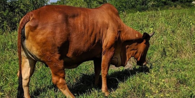 A man caught in the act with a cow claims fear of HIV drove him to his actions.