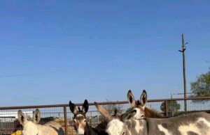 Driver Arrested as Police Seize 1,500 Kilograms of Donkey Meat in Embu https://kenyantrend.com/2025/02/driver-arrested-as-police-seize-1500-kilograms-of-donkey-meat-in-embu/