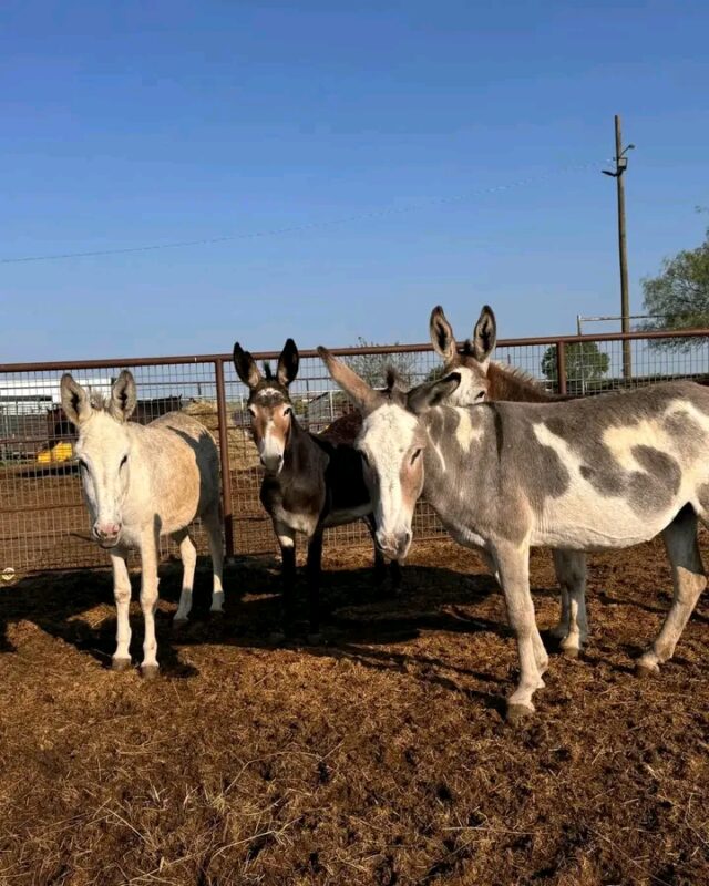 https://kenyantrend.com/2025/02/driver-arrested-as-police-seize-1500-kilograms-of-donkey-meat-in-embu/