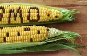 High Court Blocks Approval of GMO Maize in Kenya