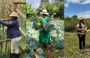 Susan Nakhumicha Turns to Cabbage Farming After Cabinet Dismissal Former Health CS Susan Nakhumicha reveals she learned about her sacking from the government.