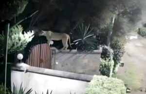 Teen Mauled to Death by Lioness Outside Nairobi National Park