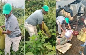 NACADA Faces Resistance in Dagoretti as Drug Dens Are Raided