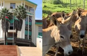 Moi University to Sell Bulls, Donkeys, Dogs and Pickup in Bid to Raise Funds Moi University to Sell Bulls, Donkeys, Dogs and Pickup in Bid to Raise Funds