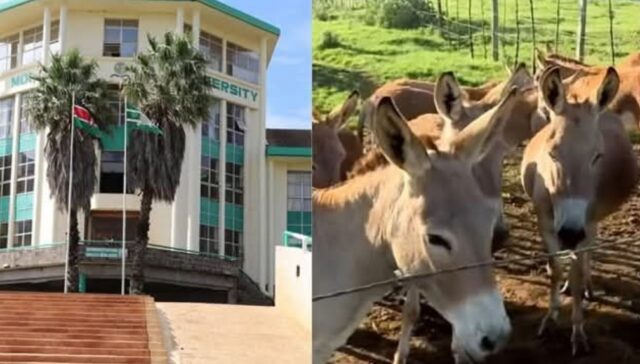 Moi University to Sell Bulls, Donkeys, Dogs and Pickup in Bid to Raise Funds
