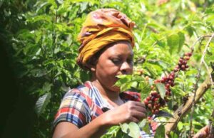 Coffee Farmers Reject Govt’s Direct Payment Plan Coffee Farmers Push Back Against Direct Settlement System