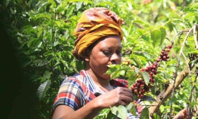 Coffee Farmers Push Back Against Direct Settlement System