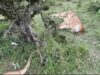Suspected Poisoning Kills 10 Lions in Ngorongoro Conservation Area Six Lions in Maasai Mara Survive Suspected Poisoning as KWS Launches Probe