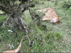 Suspected Poisoning Kills 10 Lions in Ngorongoro Conservation Area Six Lions in Maasai Mara Survive Suspected Poisoning as KWS Launches Probe