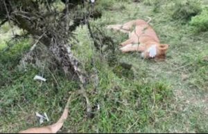 Six Lions in Maasai Mara Survive Suspected Poisoning as KWS Launches Probe Six Lions in Maasai Mara Survive Suspected Poisoning as KWS Launches Probe