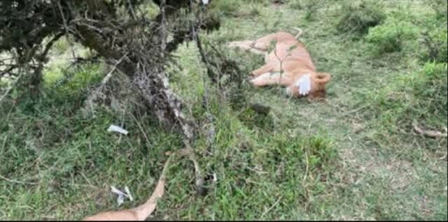 Six Lions in Maasai Mara Survive Suspected Poisoning as KWS Launches Probe