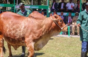 Ruto Buys Ksh700K Boran Bull at Nairobi Trade Fair Ruto Buys Ksh700K Boran Bull at Nairobi Trade Fair
