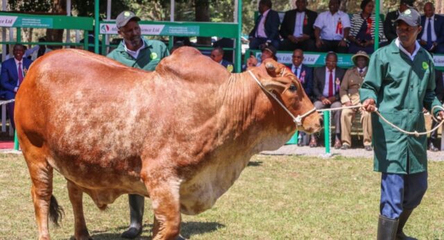 Ruto Buys Ksh700K Boran Bull at Nairobi Trade Fair