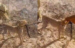 Garissa Woman Raises Orphaned Cheetah for Two Years Before Handing It to KWS Garissa Woman Raises Orphaned Cheetah for Two Years Before Handing It to KWS