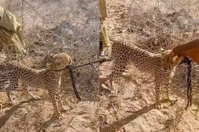 Garissa Woman Raises Orphaned Cheetah for Two Years Before Handing It to KWS