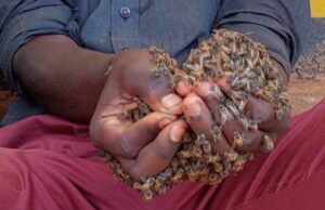 Nairobi city man chased by swarm of bees after trying to snatch handbag from woman Nairobi city man chased by swarm of bees