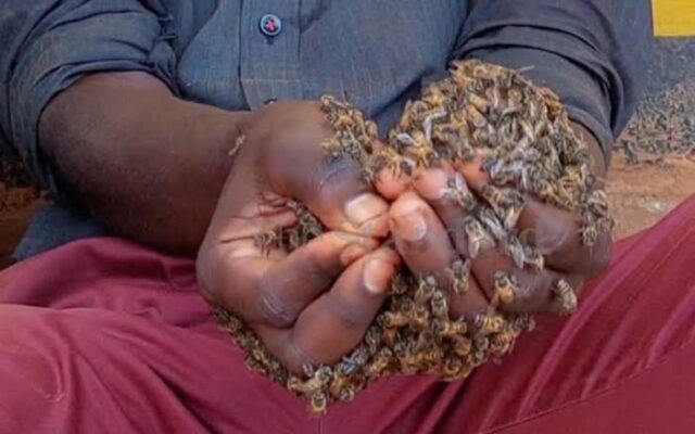 Nairobi city man chased by swarm of bees
