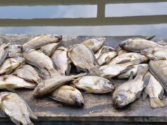 Health Warning: Drug-Resistant E. coli Detected in 60% of Kisumu Fish