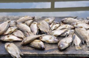 Health Warning: Drug-Resistant E. coli Detected in 60% of Kisumu Fish