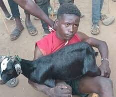 “Return the Goat or You Start Eating Grass” – Dr Bokko Warned Us