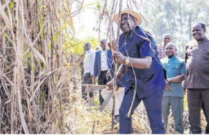 Migori Sugarcane Farmers Demand Ksh. 185 Million in Unpaid Dues from Government Migori Sugarcane Farmers Demand Ksh. 185 Million in Unpaid Dues from Government