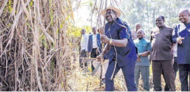 Migori Sugarcane Farmers Demand Ksh. 185 Million in Unpaid Dues from Government