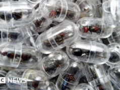 Kenya’s Flying Ant Season Fuels Secret Global Trade Worth Thousands Kenya’s Flying Ant Season Fuels Secret Global Trade Worth Thousands