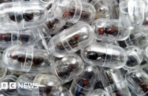 Kenya’s Flying Ant Season Fuels Secret Global Trade Worth Thousands Kenya’s Flying Ant Season Fuels Secret Global Trade Worth Thousands