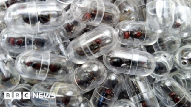 Kenya’s Flying Ant Season Fuels Secret Global Trade Worth Thousands