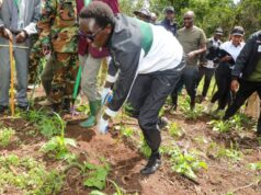 Kenyans Cheer as Elgeyo Marakwet Man Rewrites Tree Planting History Kenyans Cheer as Elgeyo Marakwet Man Rewrites Tree Planting History