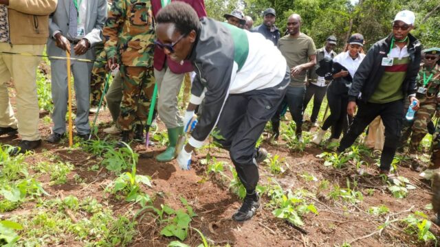 Kenyans Cheer as Elgeyo Marakwet Man Rewrites Tree Planting History