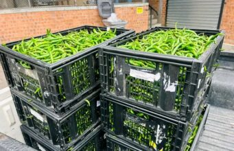 Kenya’s Dried Chilli Trade Gets China Access, Here Is What Exporters Must Do Kenyan farmer harvesting red chilli peppers at a commercial chilli farm.